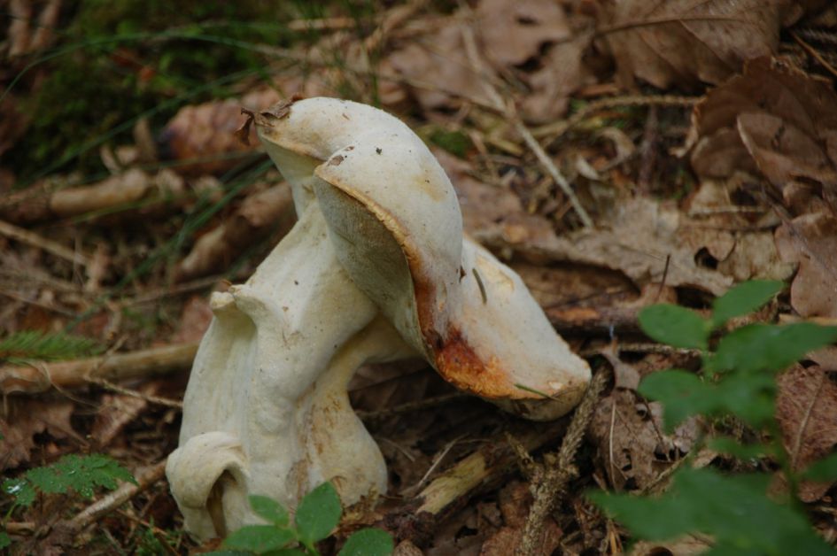 Is dit een boleet onder de schimmel?